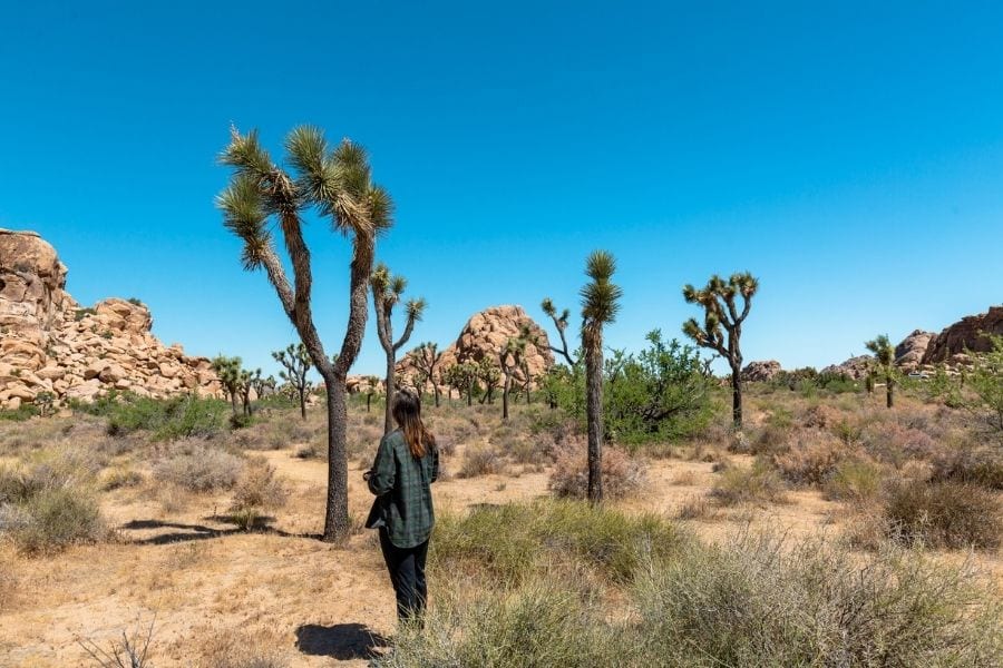 Exploring Joshua Trees along Park Boulevard in Joshua Tree National Park