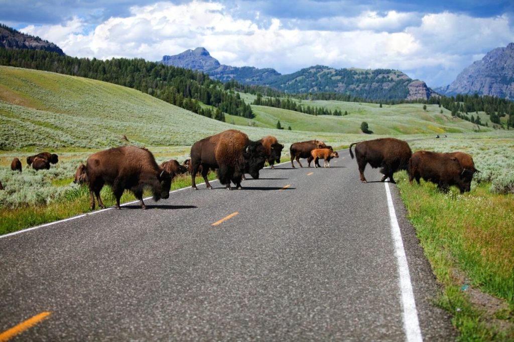 Bison crossing the road in Lamar Valley in Yellowstone