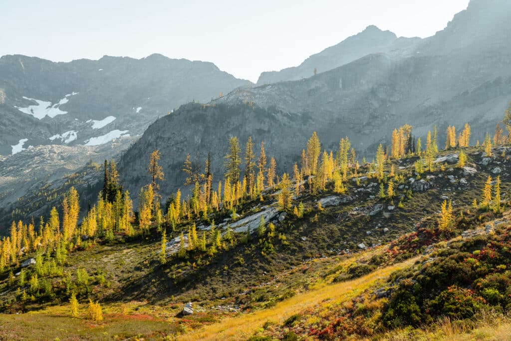 Larches on the Maple Pass Trail in North Cascades in Fall