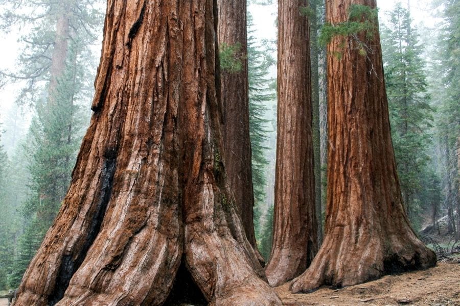 Mariposa Grove in Yosemite National Park