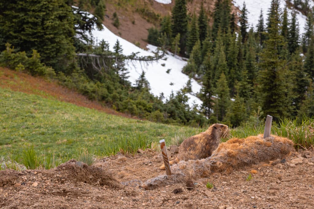 Marmot on the Hurricane Hill Trail in Olympic National Park