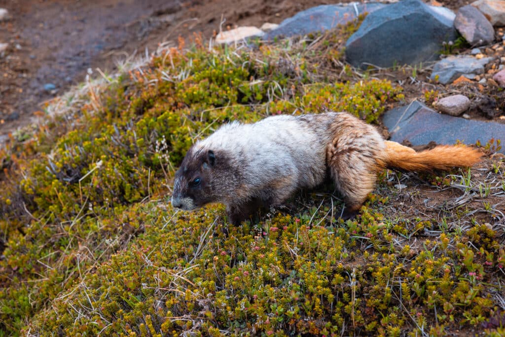 Marmot along the Skyline Trail in Mount Rainier National Park