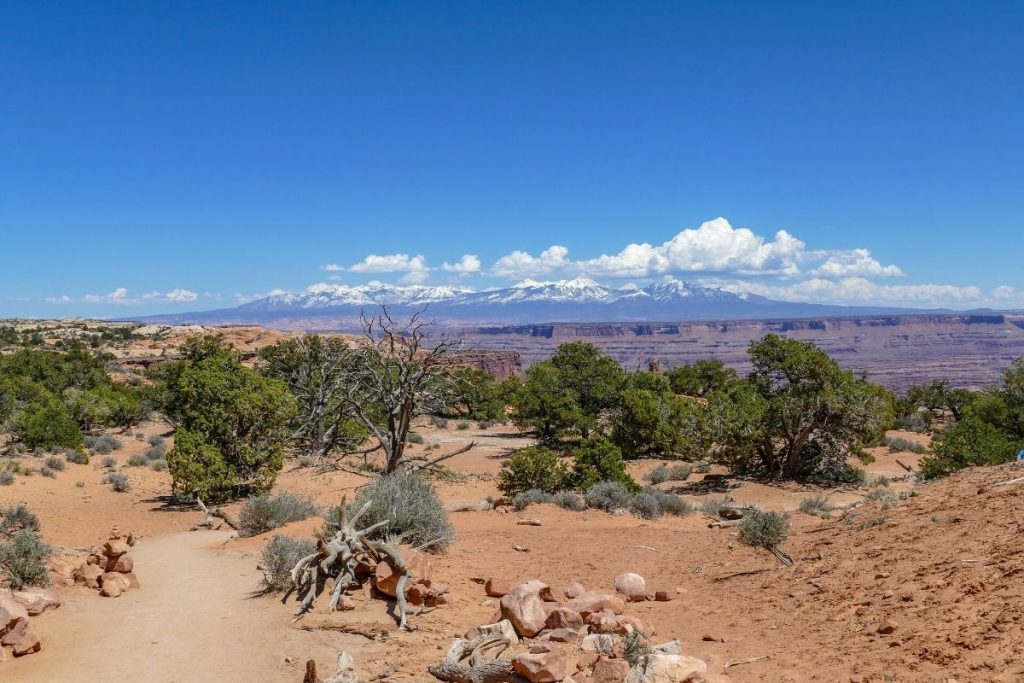 Dirt path and shrubs on the Mesa Arch Trail