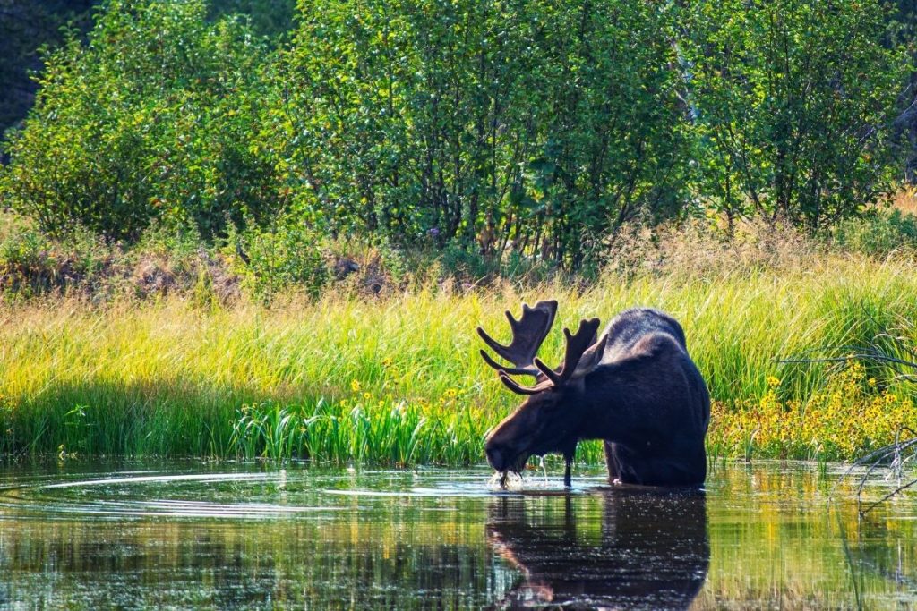 Moose in a swamp in Grand Teton National Park