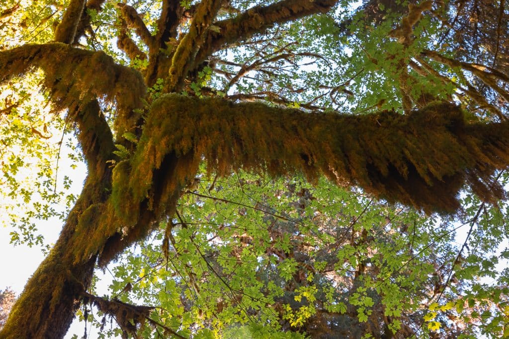 Moss hanging from tree on Spruce Nature Trail in Olympic National Park