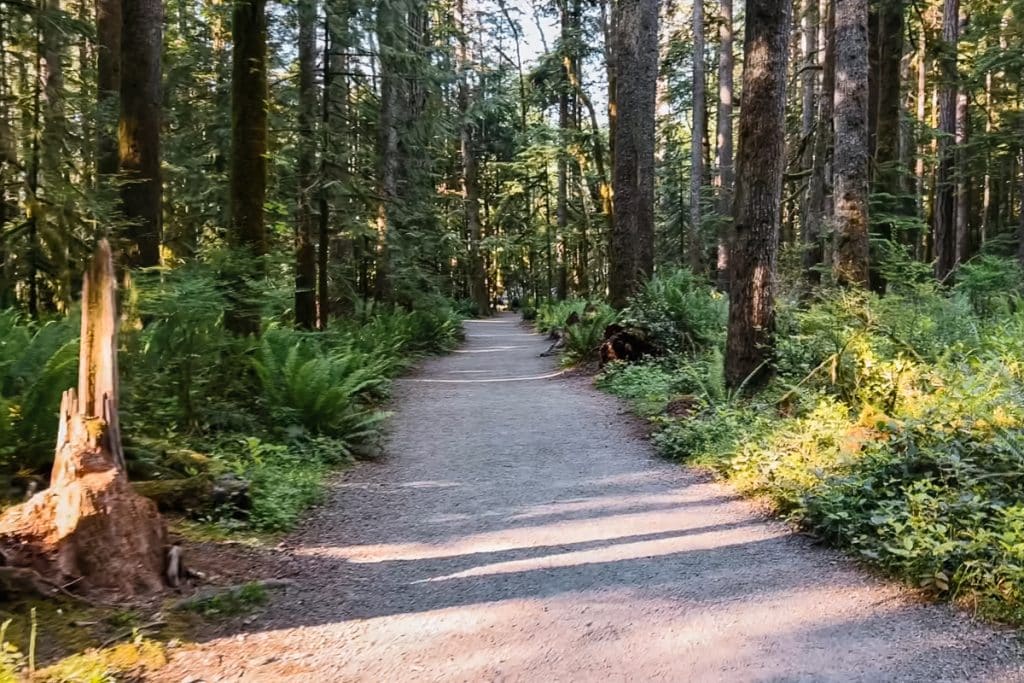 Wide trail through the forest in Olympic National Park