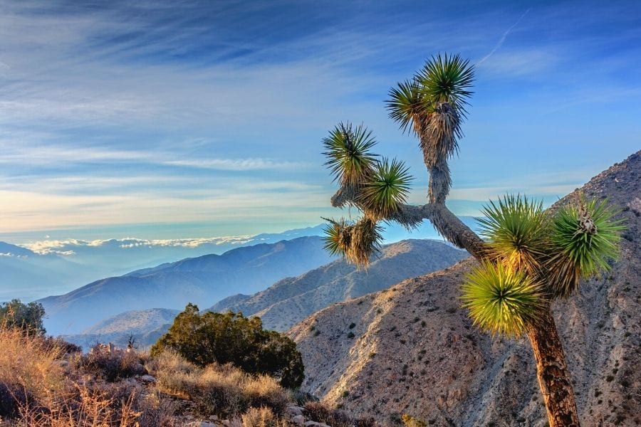 A joshua tree in front of a mountain range in Joshua Tree National Park