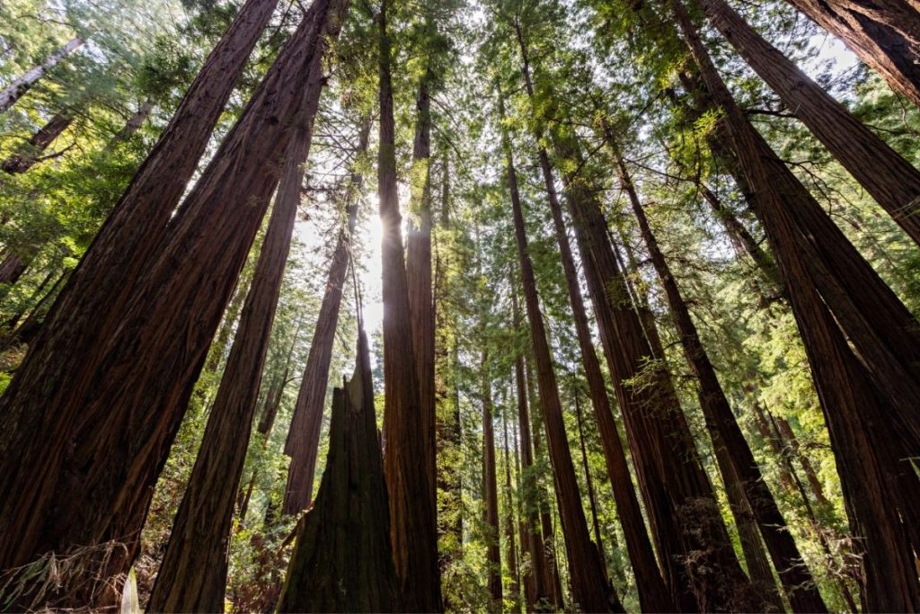 Redwoods in Muir Woods National Monument