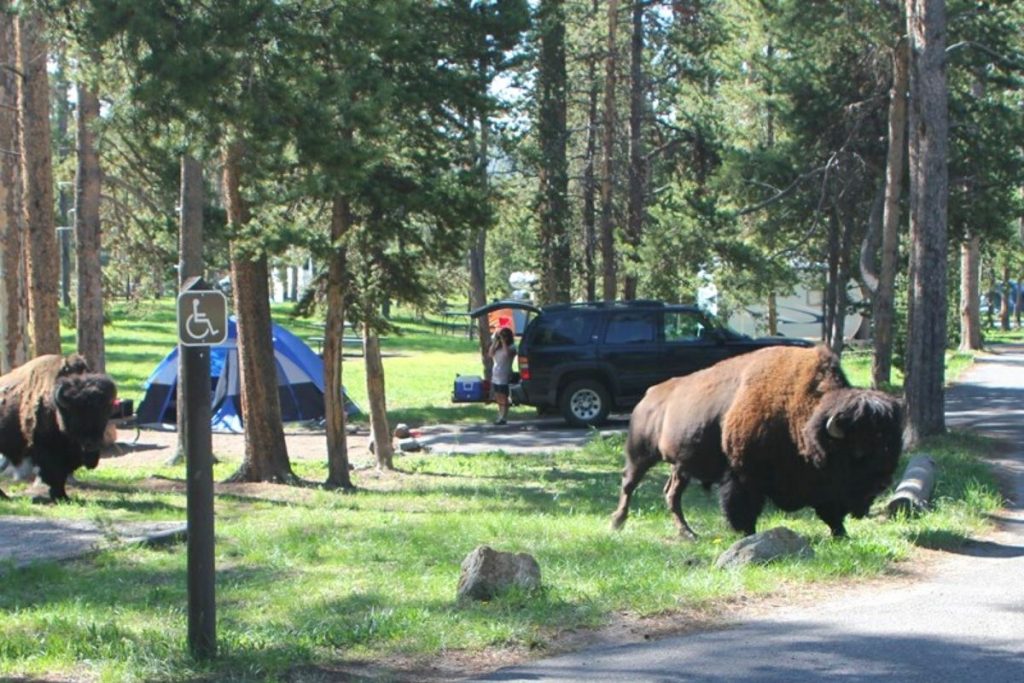 Bison walking through Norris Campground in Yellowstone