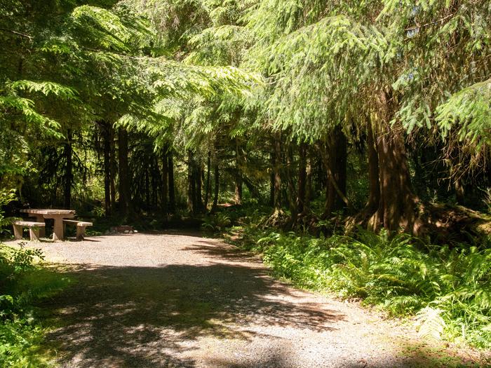 North Fork Campground in Olympic National Park