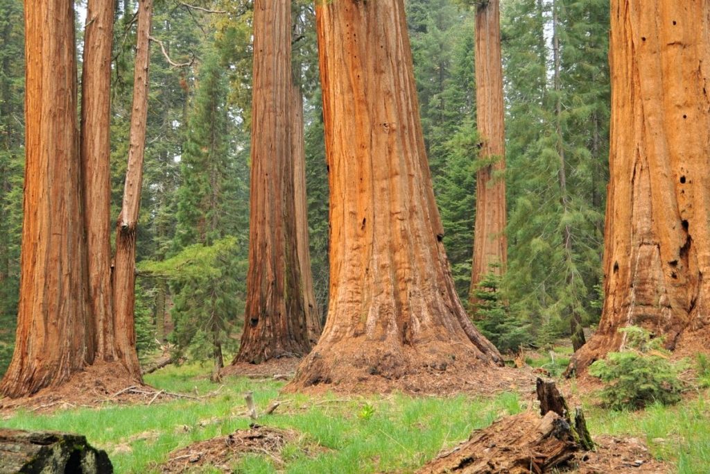 North Grove Loop Trail in Kings Canyon National Park