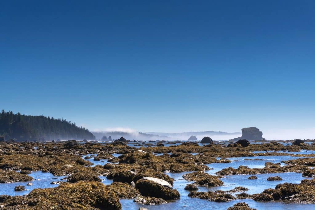 Ozette Beach in Olympic National Park