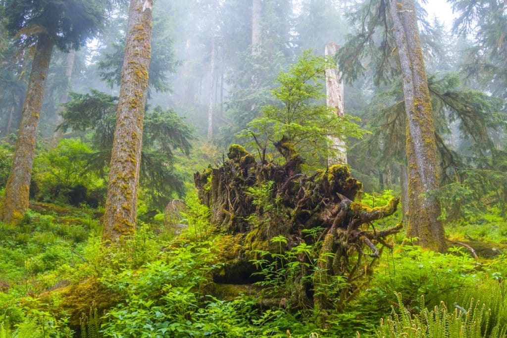 Trail to Pony Bridge in Olympic National Park