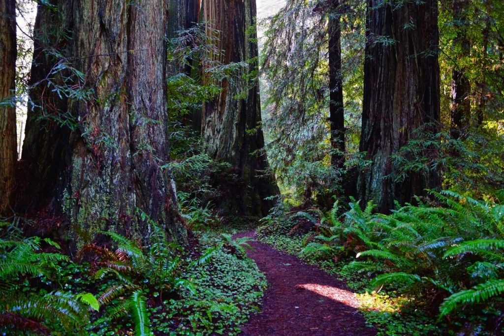 Prairie Creek Redwoods State Park trail