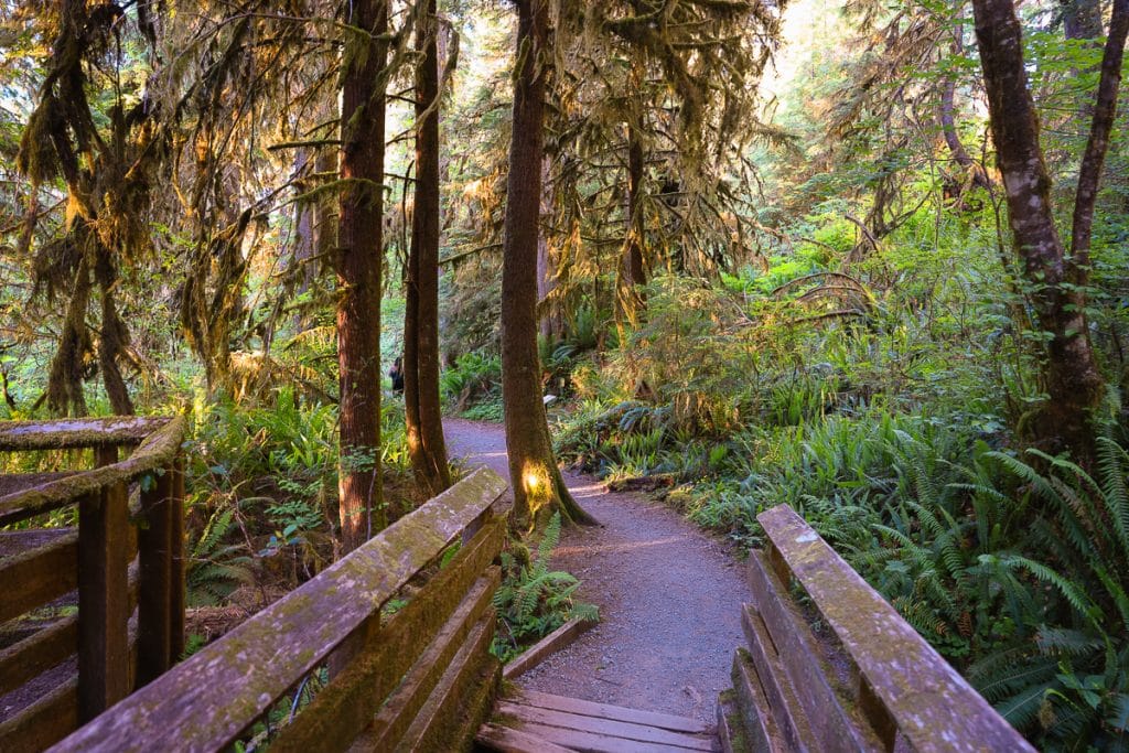 Trail in Quinault Rainforest in Olympic National Park