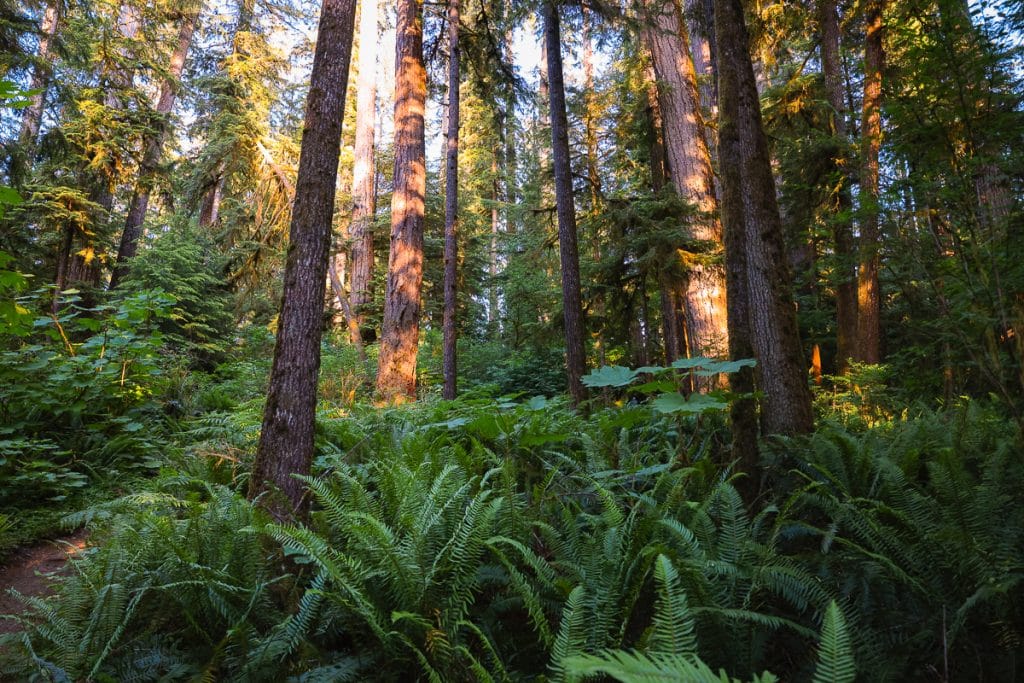 Trail in Quinault Rainforest in Olympic National Park