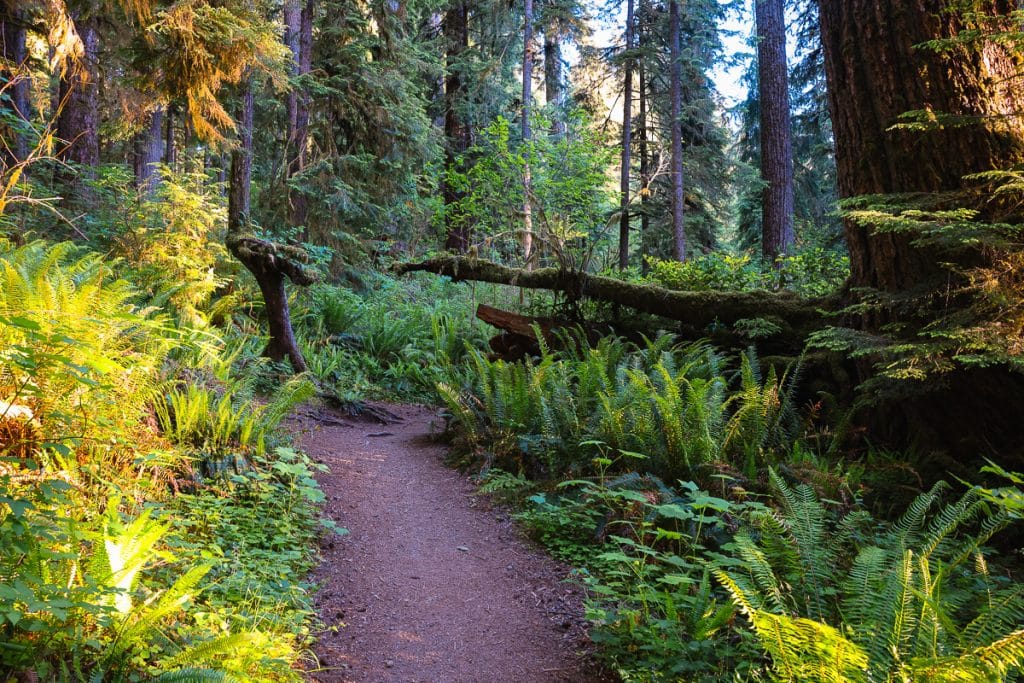 Quinault Rainforest Loop in Olympic National Park