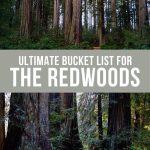 Visiting Redwood National Park Pinterest Pin