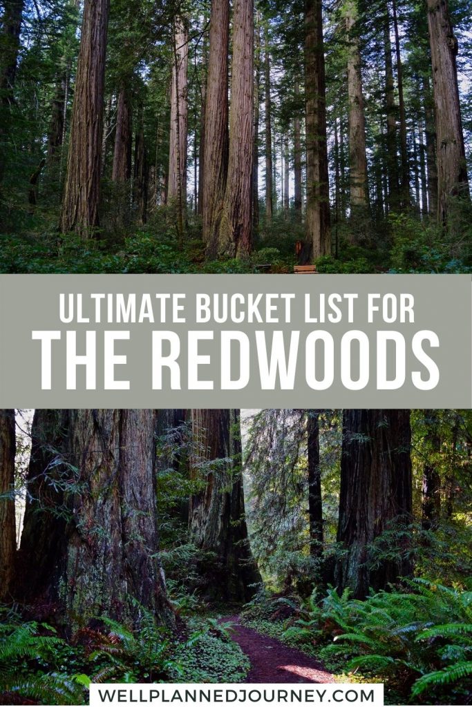 Visiting Redwood National Park Pinterest Pin