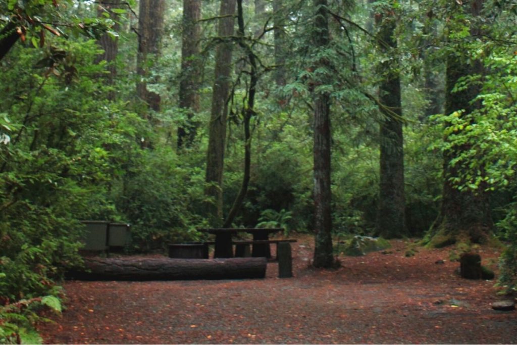 Campground in Redwood National Park