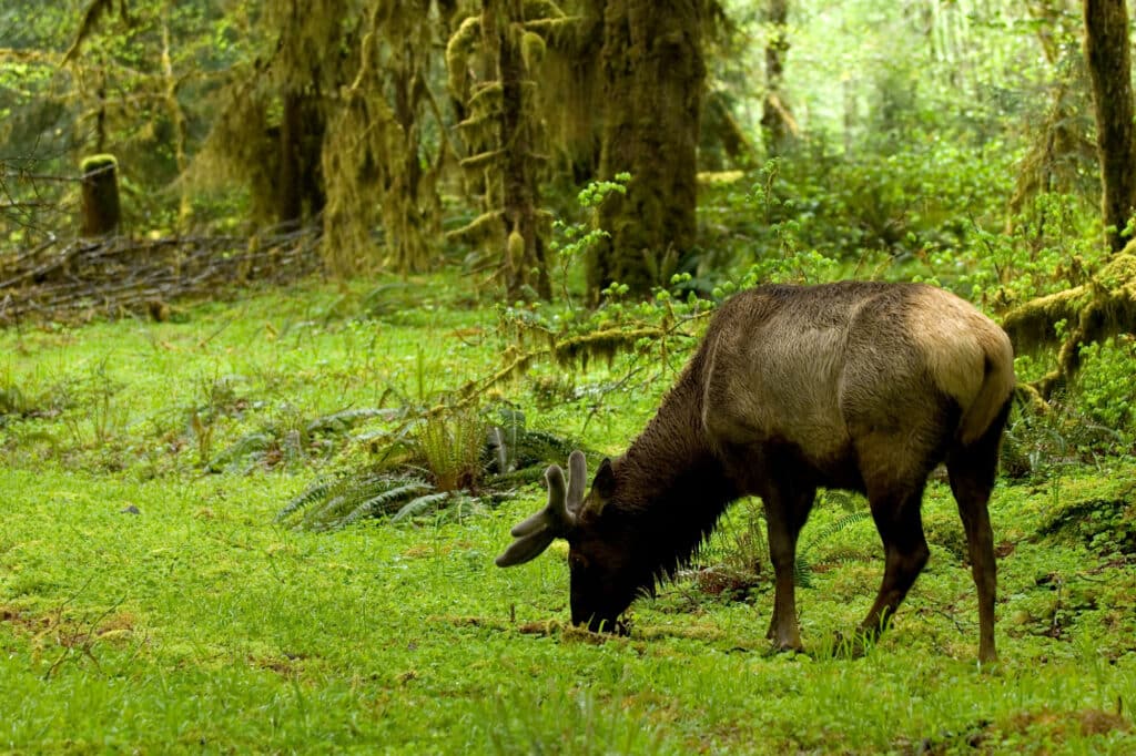 Roosevelt elk feeding in Hoh Rain Forest in Olympic National Park