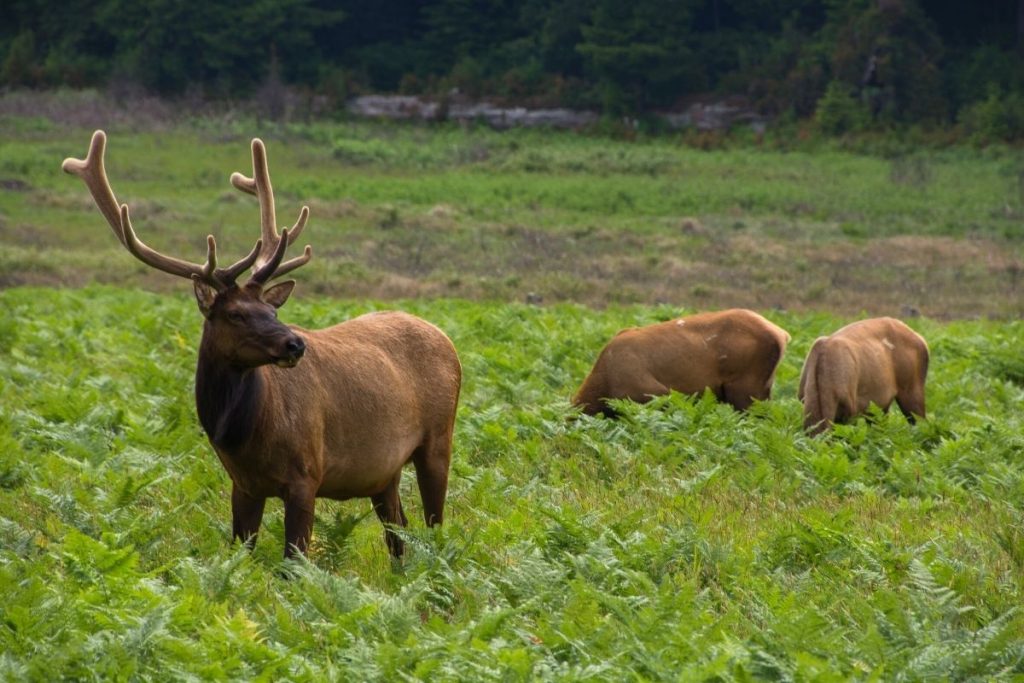 Roosevelt Elk grazing Klamath River Overlook in Redwood National Park