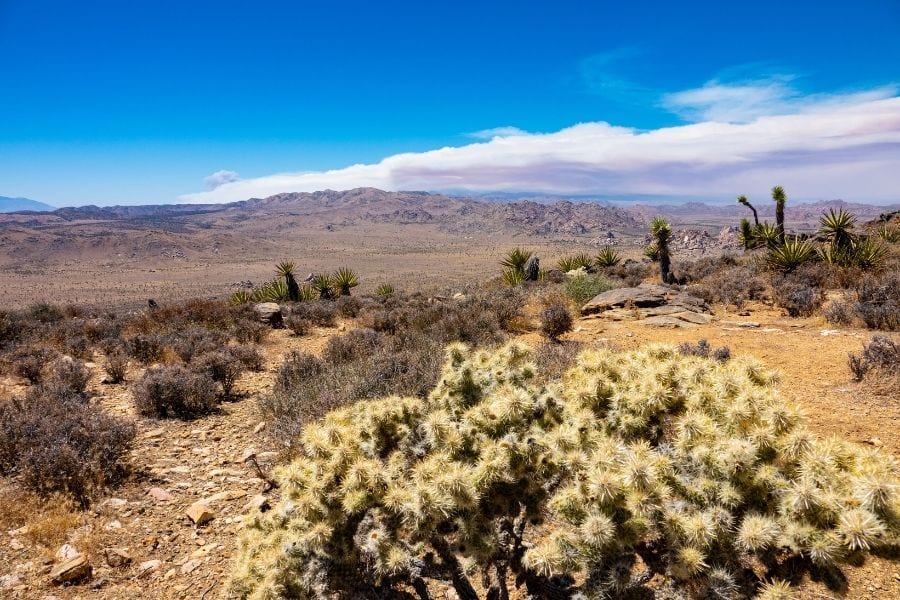 Ryan Mountain hike in Joshua Tree National Park