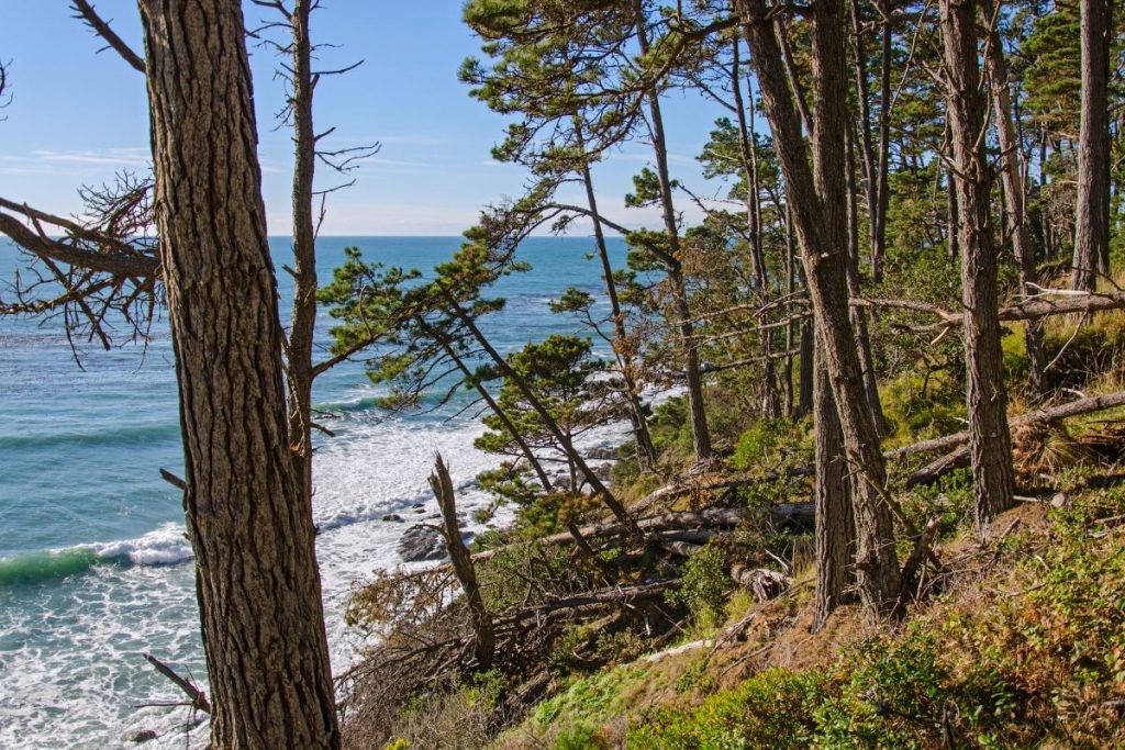 Trees along the coastline in Salt Point State Park