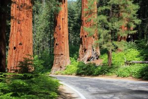 Generals Highway in Sequoia National Park in Summer