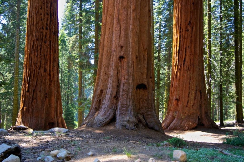 Sequoia groves in Sequoia National Park