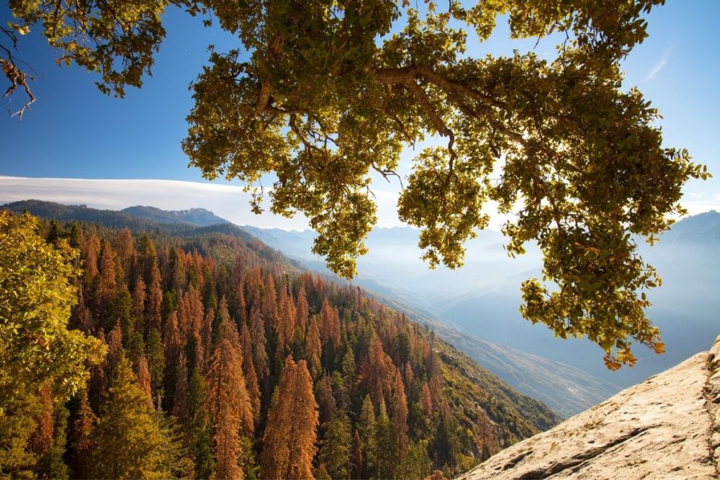 Fall colors from an overlook in Sequoia National Park