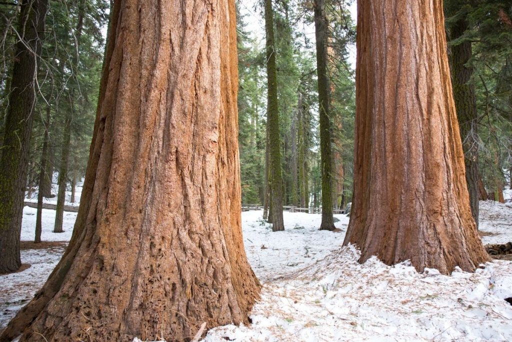 Snow on the ground in Spring in Sequoia National Park