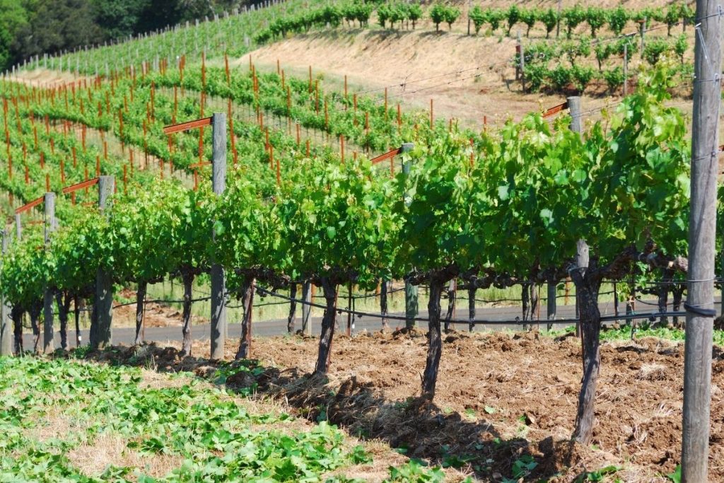 Grapes at a vineyard