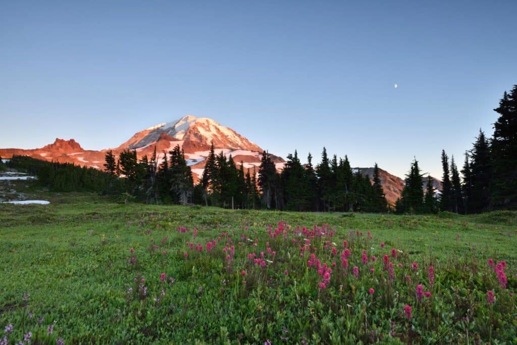 Wildflowers in Spray Park in Mount Rainier National Park