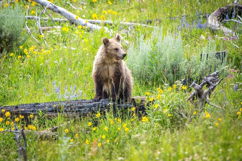 A bear cub in a wildflower covered meadow in Yellowstone