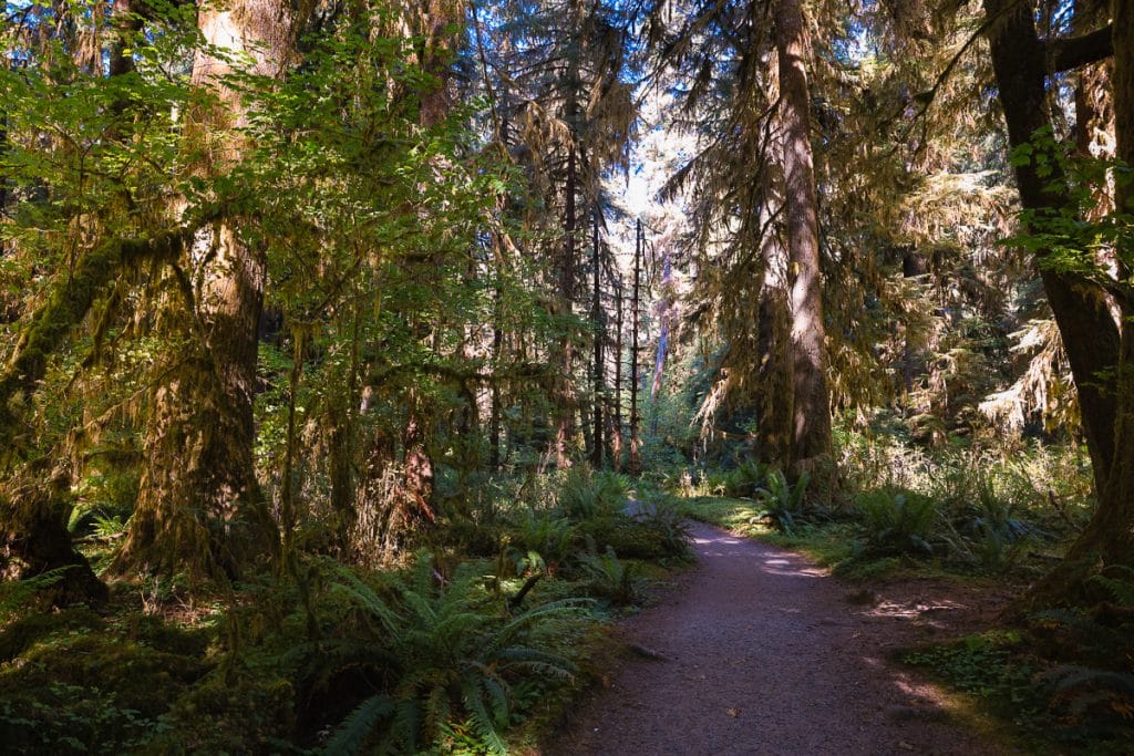 Spruce Nature Trail in Olympic National Park