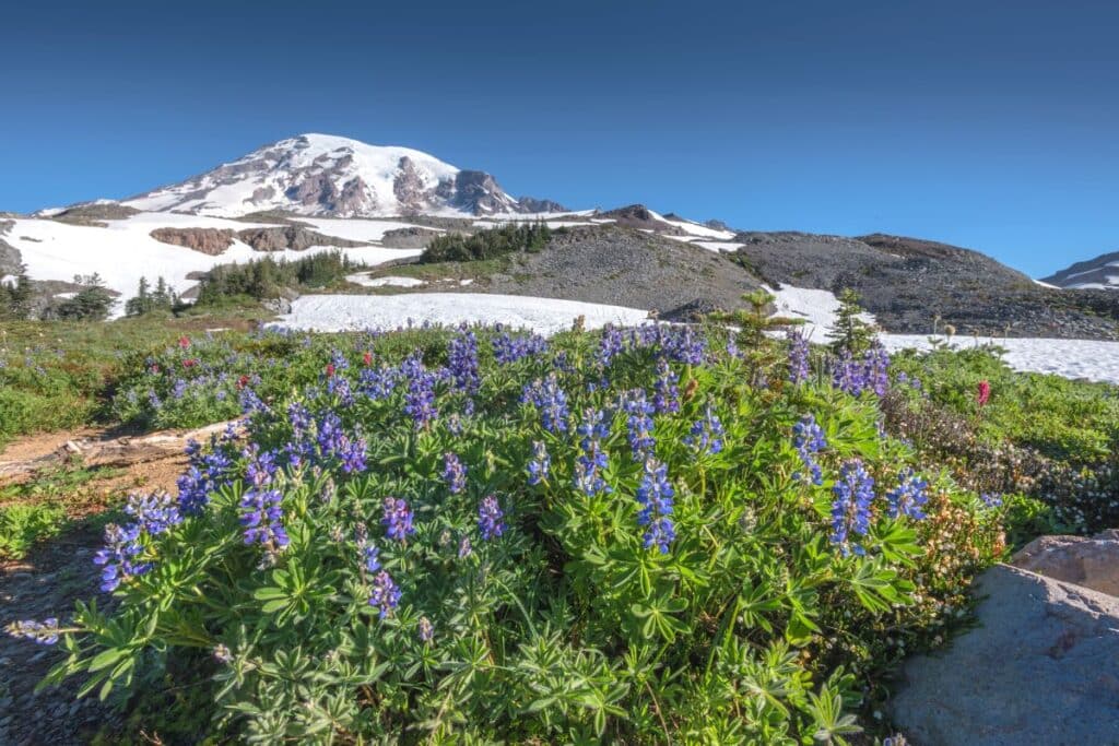 Wildflowers in sunrise areas of Mount Rainier National Park