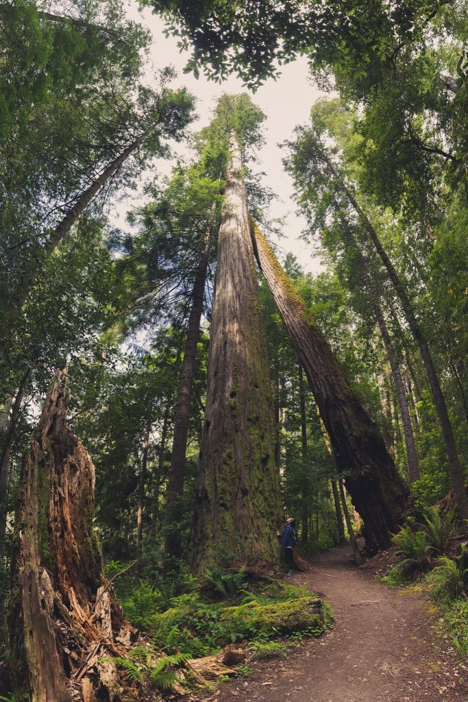 Tall Trees GroveKlamath River Overlook in Redwood National Park