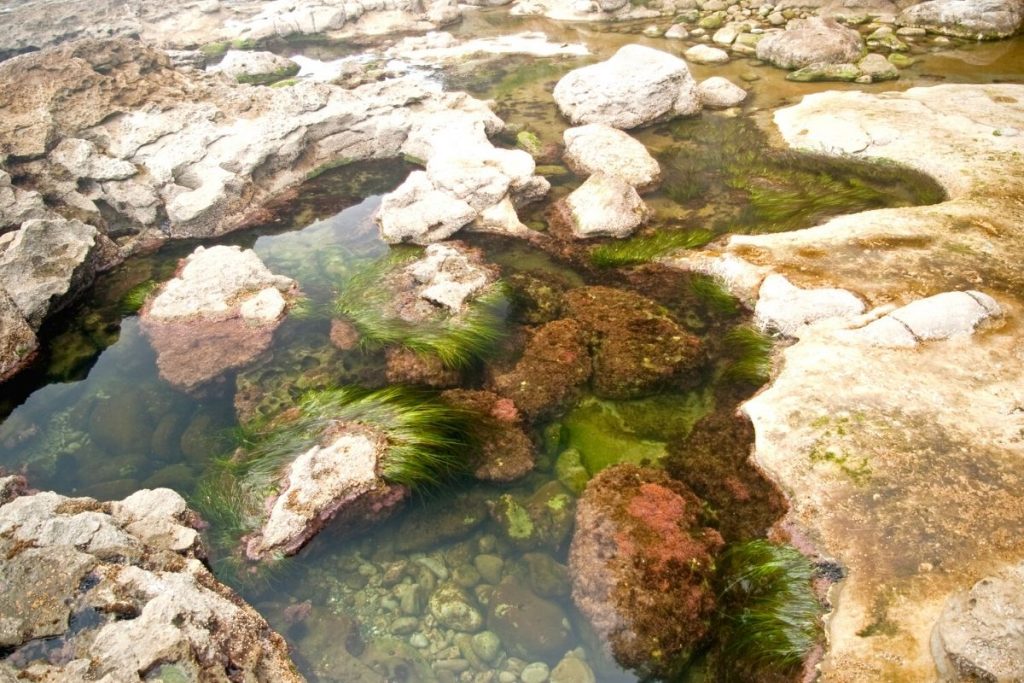 Tidepools at low tideKlamath River Overlook in Redwood National Park