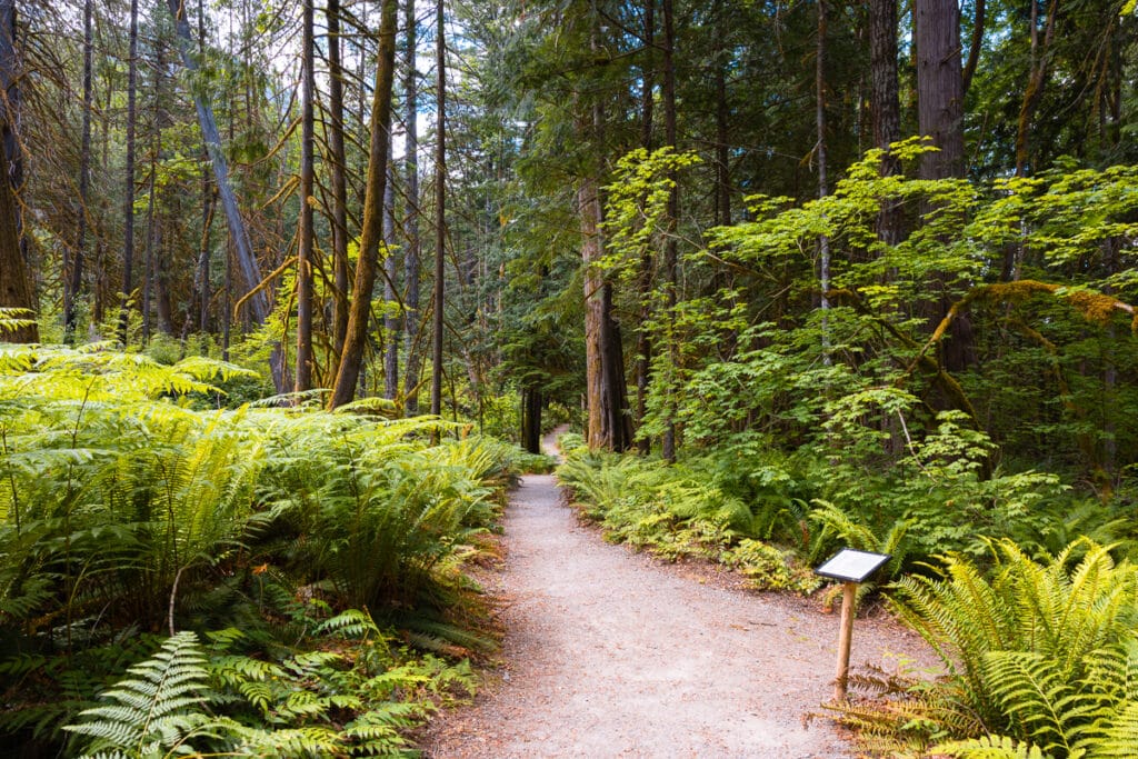 Trail of the Cedars in old-growth forest in North Cascades National Park