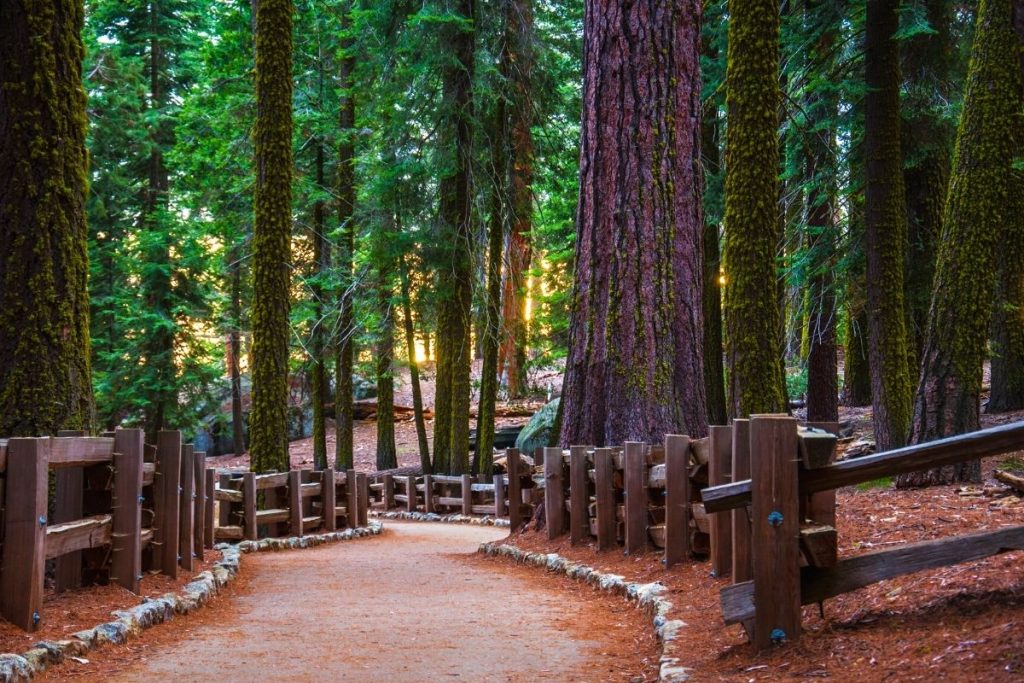 Trail of the Sequoias paved rock-lined trail in Sequoia National Park