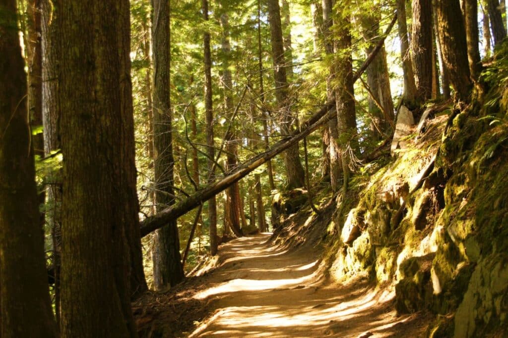 Trail of the Shadows in Mount Rainier National Park