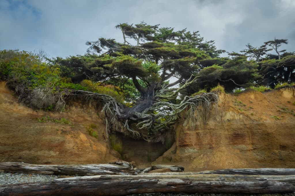 Tree of Life in Olympic National Park