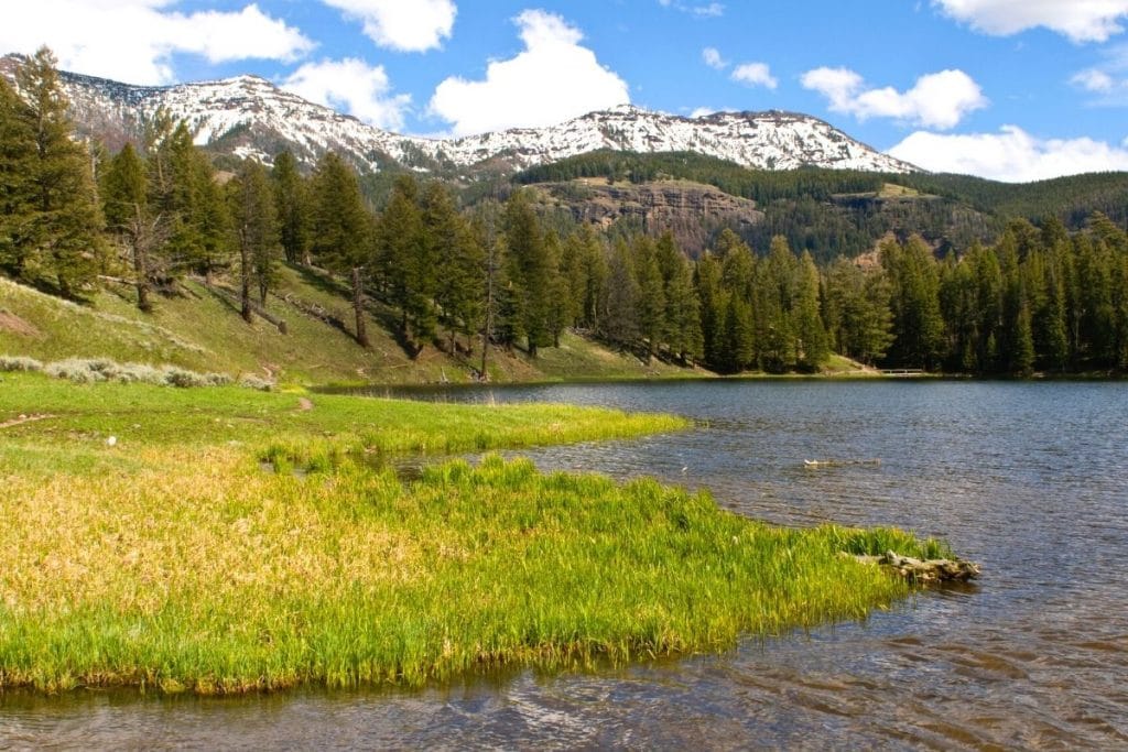 Trout Lake shores in Yellowstone