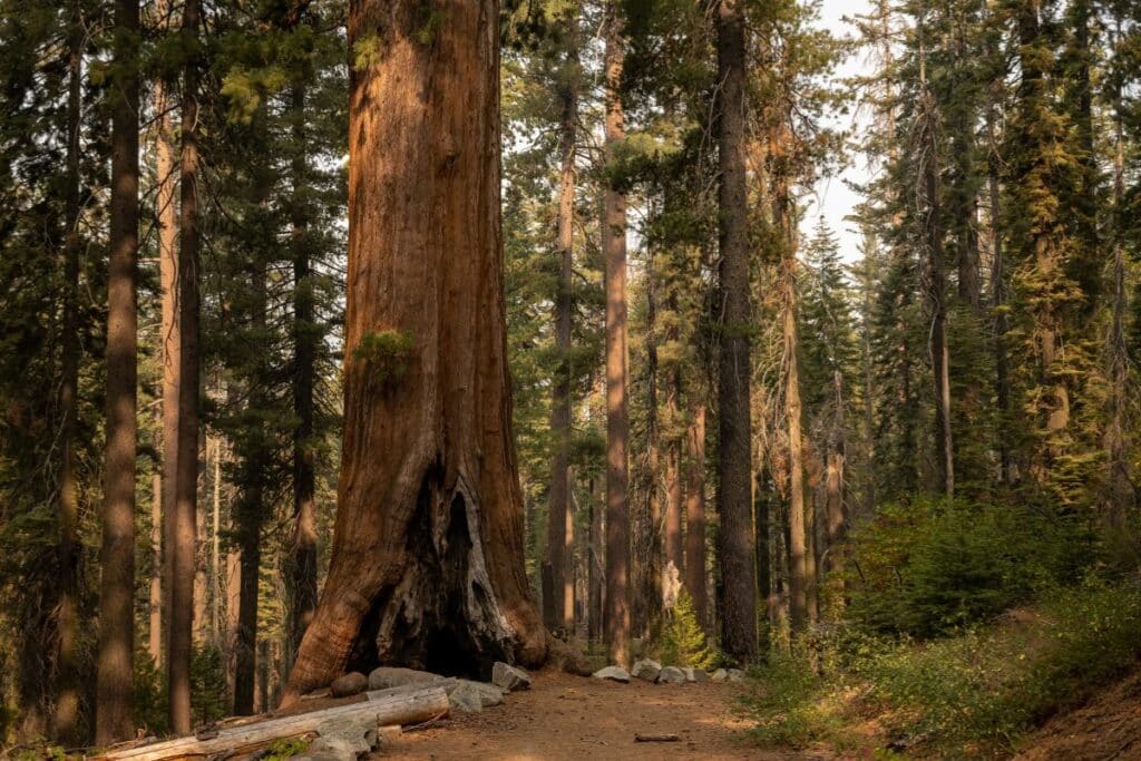 Trees in Tuolumne Grove in Yosemite