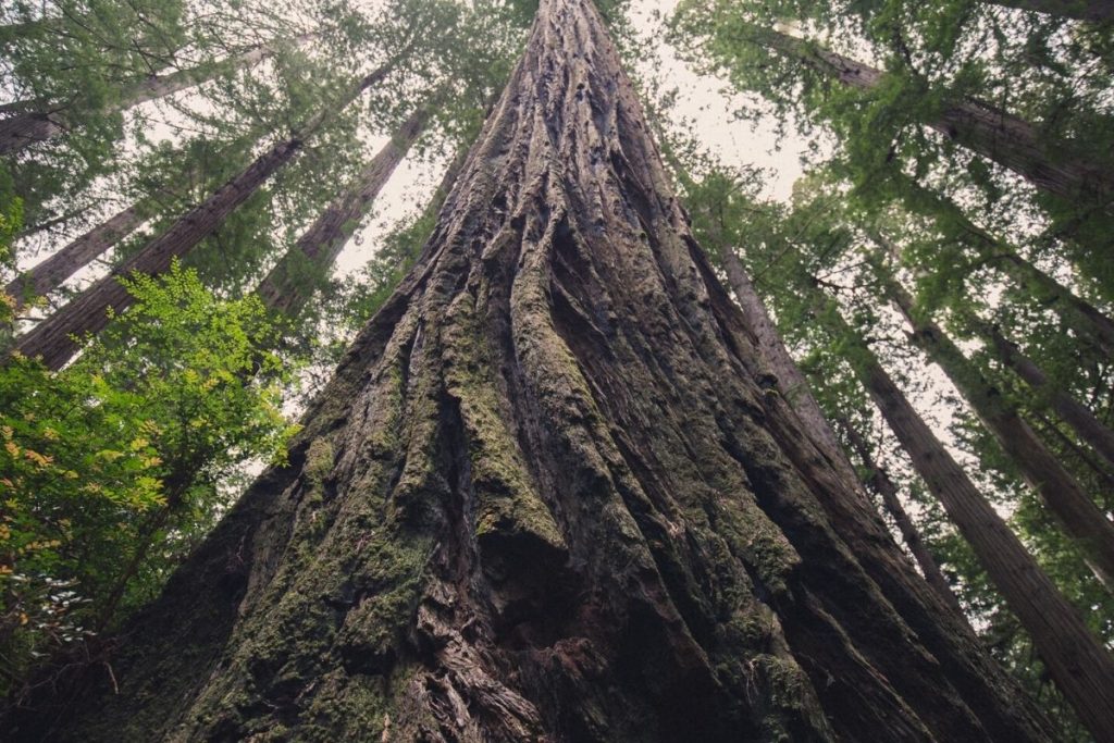 Redwood Tree