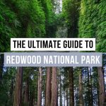 Visiting Redwood National Park Pinterest Pin