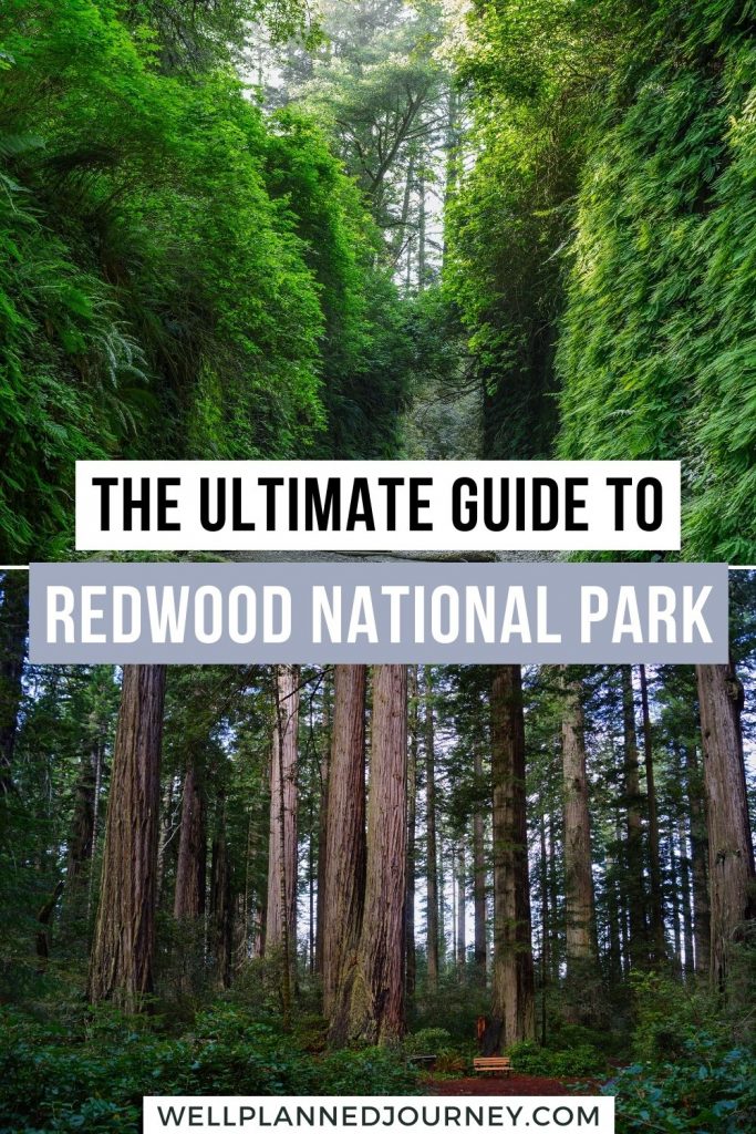 Visiting Redwood National Park Pinterest Pin