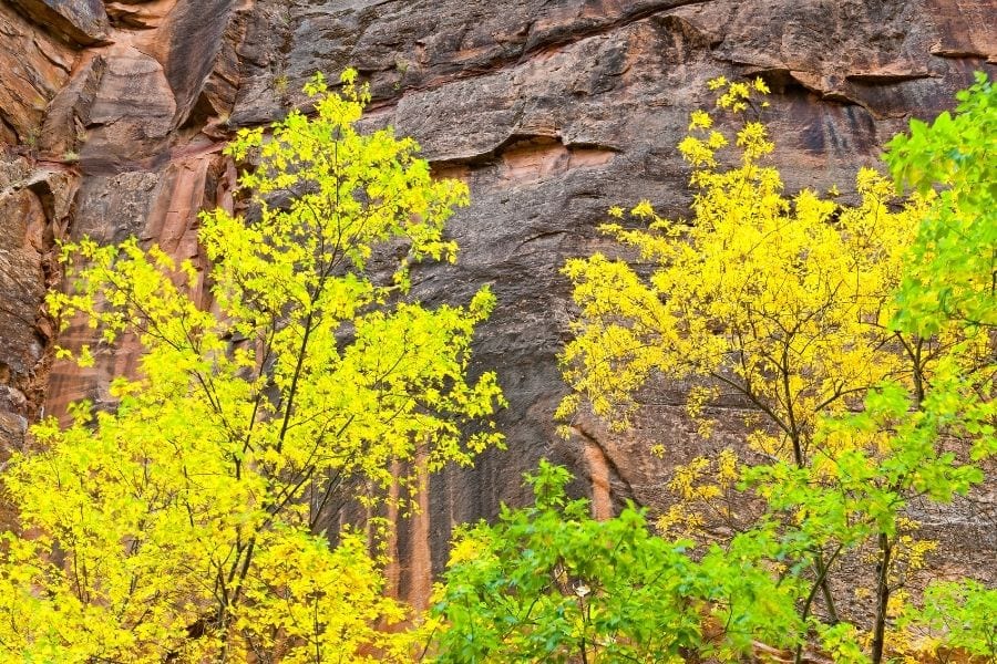 Yellow aspens trees during fall in Zion National Park