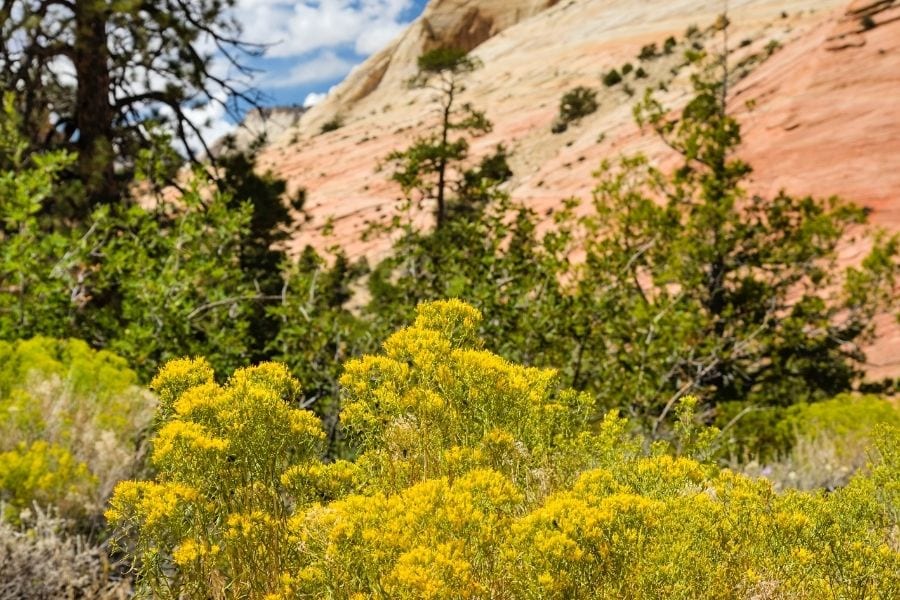 Wildflowers during spring in Zion National Park